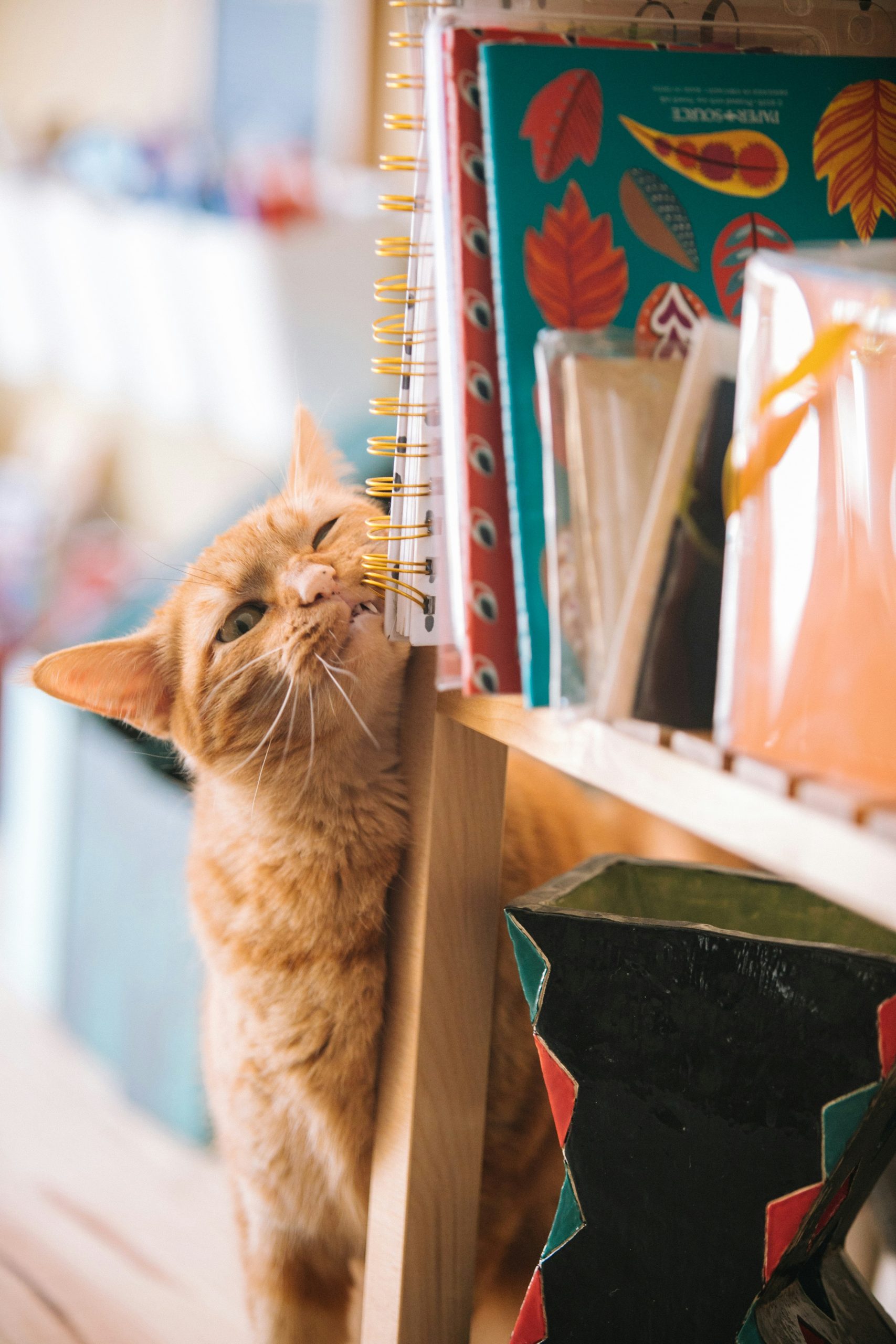 Do Cats Prefer Scratching Posts Or Boards?