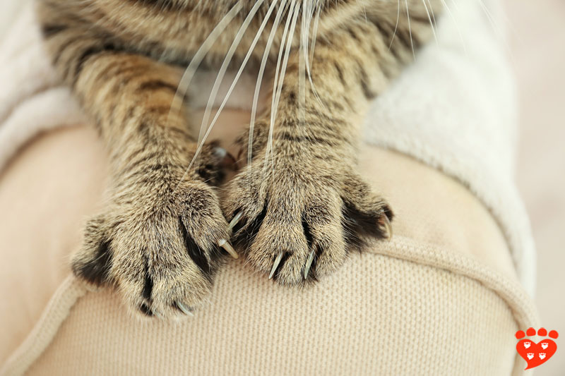 How Many Scratching Posts Does A Cat Need?