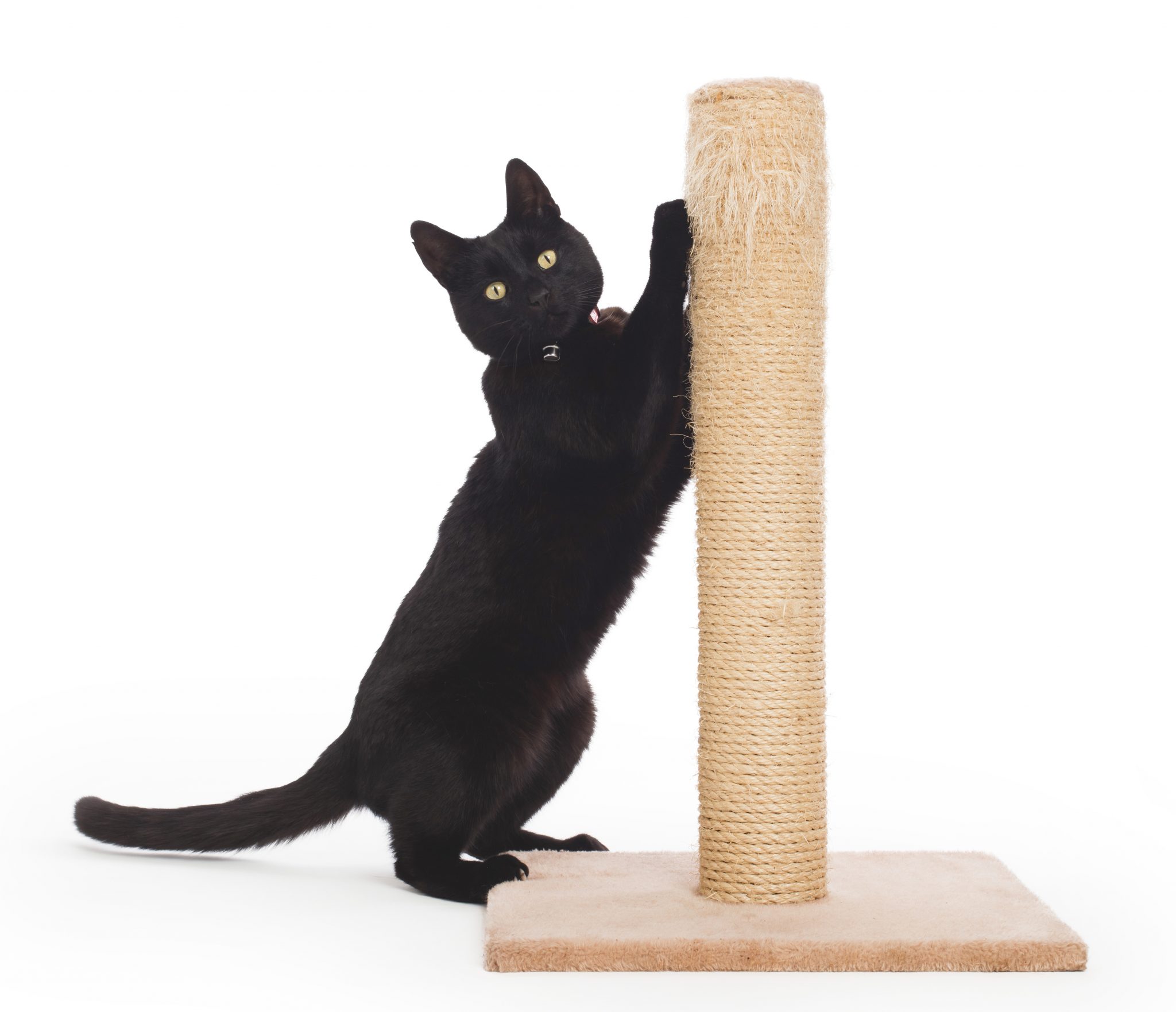 How Do I Choose A Cat Scratching Post?